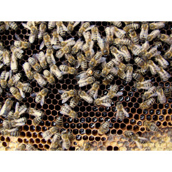 Lesní medovicový med s bylinkami 480g