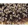 Lesní med s malinami 480g