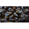 Lesní medovicový med 480g