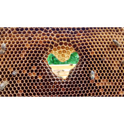 Lesní medovicový med 480g